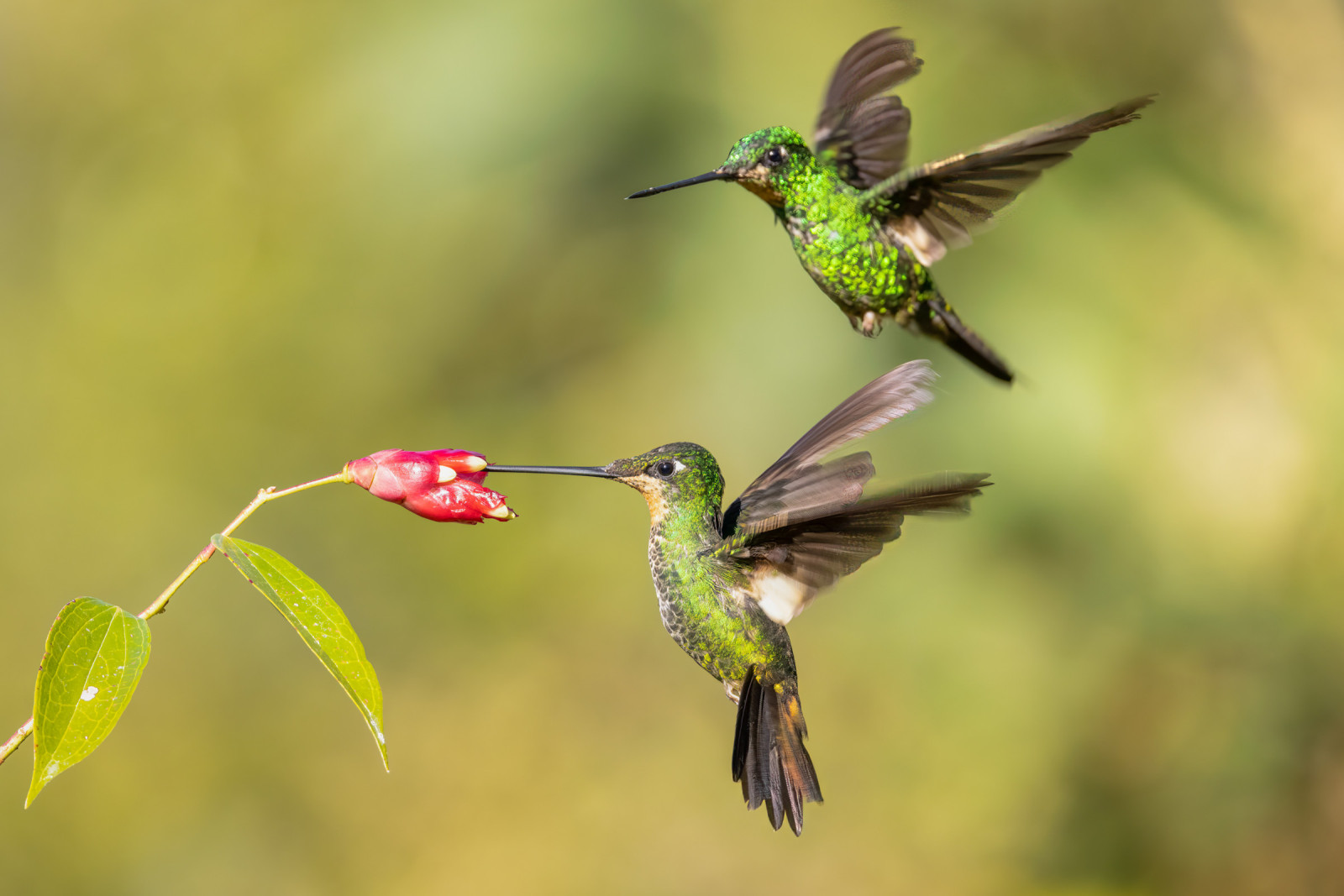 image Buff-winged Starfrontlet